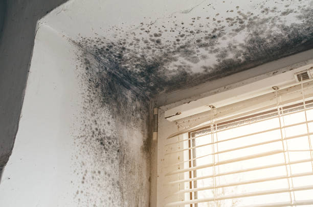 Affordable Black Mold Remediation solutions in Spring Hope, NC