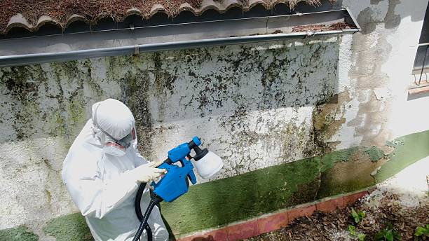 Top rated local Black Mold Remediation specialists in Spring Hope, NC